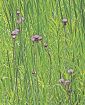 ポンポンアザミ咲く／河原で野生化の外来植物