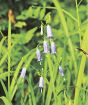 草むらで薄紫色の花　ツリガネニンジン咲く