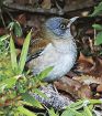 冬鳥のシロハラ飛来　和歌山県田辺市の高山寺