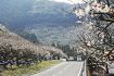 梅の花咲き誇る　和歌山県みなべ、山間部でも見頃