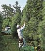 お盆を控えコウヤマキ収穫　田辺市龍神村