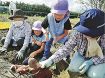 みんなの畑においでよ　芋掘り体験、販売会も、和歌山県田辺市の高齢者施設