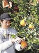 濃厚な甘さ味わって　木熟デコポンの収穫始まる