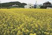 県道沿いに菜の花満開／上富田町市ノ瀬