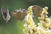 紀南に熱帯のチョウ飛来　ソテツの新芽を食害