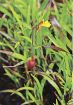 黄色と紫色の花／湿地で咲く／小形の食虫植物