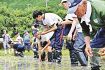 田辺市中辺路町／もち米の苗植える／秋の催しに向け中学生