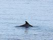 野生のイルカ出没　白浜町臨海