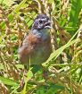 ホオジロ、秋にさえずり　若鳥が農地で練習