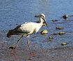 コウノトリがすさみ町に飛来　千葉生まれの雌