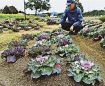 ハボタン見頃　田辺市の新庄総合公園