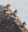 みなべにキョウジョシギ　近畿唯一の越冬地、和歌山