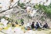 【動画】「復興の桜」に集う　田辺市伏菟野の大水害被災地