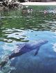 【動画】クジラと泳げる海水浴場　和歌山県太地町で体験始まる