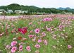 コスモス秋風に揺れる　上富田町の河川敷