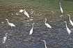 チュウダイサギ飛来／富田川／群れで餌探す