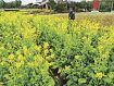 一足早く春の気配　田辺市の公園で菜の花見頃