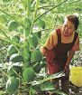 パパイア収穫　田辺の近葉さん