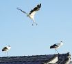 コウノトリ４羽優雅に　和歌山県みなべ町に飛来