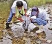 切目川にウナギ千匹放流