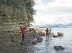 防鳥用のテグス補強／神島で田辺市教委