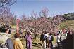 南部梅林１週早く閉園　開花早く感染症でも来園者減少