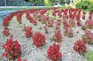 ベゴニアの花咲く　龍神村小家