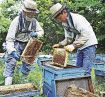 とろ～りミカンの香り　田辺地方でミツバチの採蜜