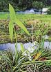 葉は矢尻形、花は白　田んぼにオモダカ開花