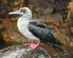 和歌山県で初記録　海鳥「アカアシカツオドリ」太地町で見つかる