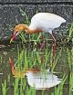 紀南地方にアマサギ飛来　水田で餌探し、和歌山