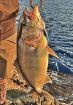 ルアーでシオ釣りの季節　まれに３５センチ超も