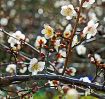 ほんのり梅の花香る　みなべで南高梅咲き始め