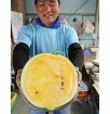 「黄色いスイカ味わって」　でっかい大玉の収穫始まる、和歌山県印南町