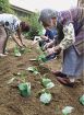 印南の高齢者施設／園芸療法取り入れる／野菜栽培産直所で販売へ