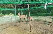 【動画】シカの捕獲に円形わなが効果　和歌山森林管理署が試験