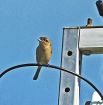 モズが高鳴き　縄張り主張