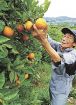 初夏の味覚　収穫期／田辺市上秋津／バレンシアオレンジ