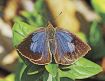 春の陽気に誘われ／チョウがひらひら