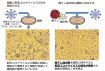 梅干しがコロナの感染抑制　みなべ町が研究委託、東海大発表