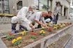 駅前通りに花植える　みなべ町社福協