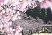 カワヅザクラようやく見頃　古座川町の鶴川公園