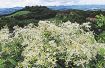 キイセンニンソウ咲く／絶滅危惧の花