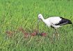 和歌山県南部の目撃情報教えて　コウノトリの会が呼び掛け