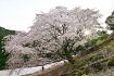 古座川町峯の名木が満開　クマノザクラ一気に開花