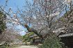 串本町二色／開花進み、境内に彩り／法雲寺　ソメイヨシノの古木