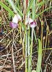 薄紫の花ひっそり　ナンバンギセル咲く