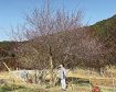 春告げる黄と紅　ロウバイと紅梅咲き競う