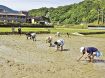 中高生不参加で縮小／龍神村　田んぼアート