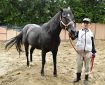 馬の熱中症対策に気配り　和歌山・田辺祭で巡行、世話人の東光さん